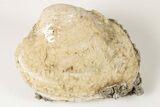 Fossil Clam with Fluorescent Calcite Crystals - Ruck's Pit, FL #191776-2